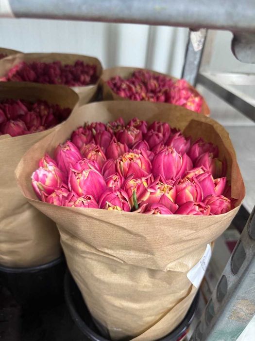 Тюльпани ОПТОМ Український Голандський, під 8 березня Пан Тюльпан