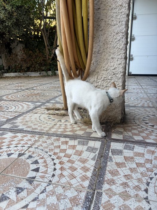 Gatinho para adocao