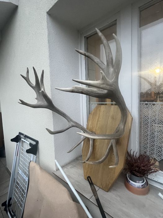 Poroże Jelenia szlachetnego