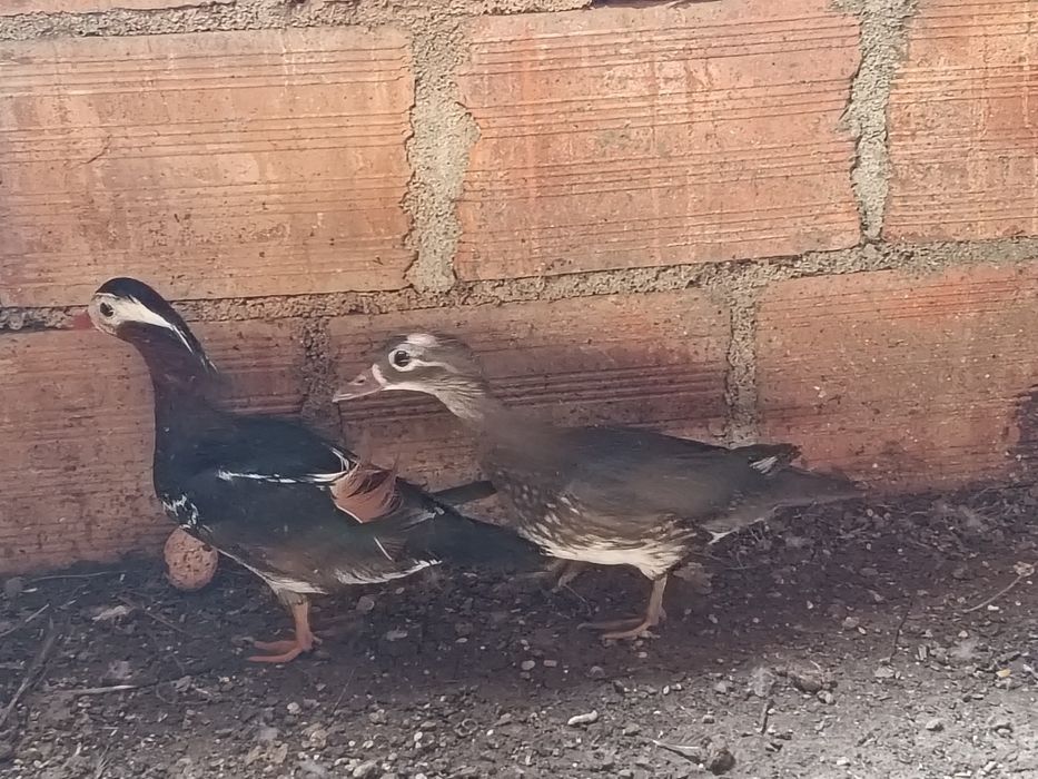 Casal de patos mandarim