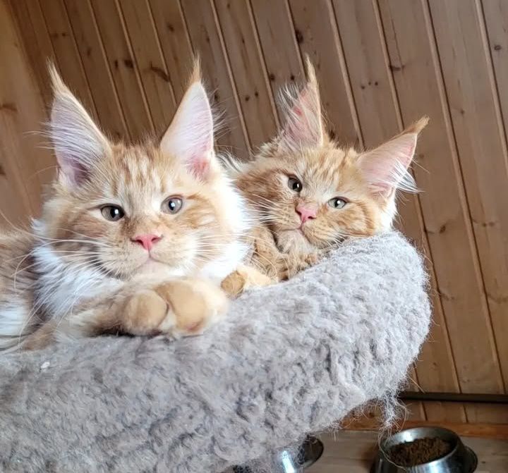 Шикарные детки мейн-кун на продажу