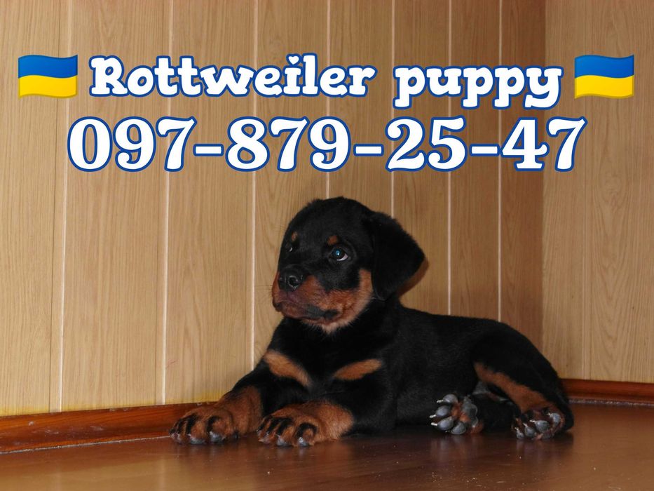 Найкращі ротвейлерята!