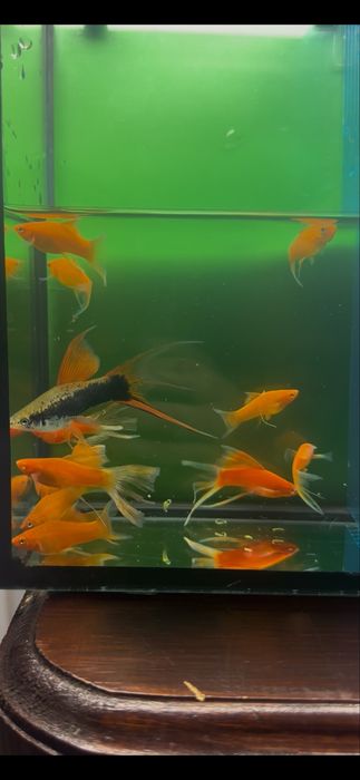 Месеносець , анциструси , та інші