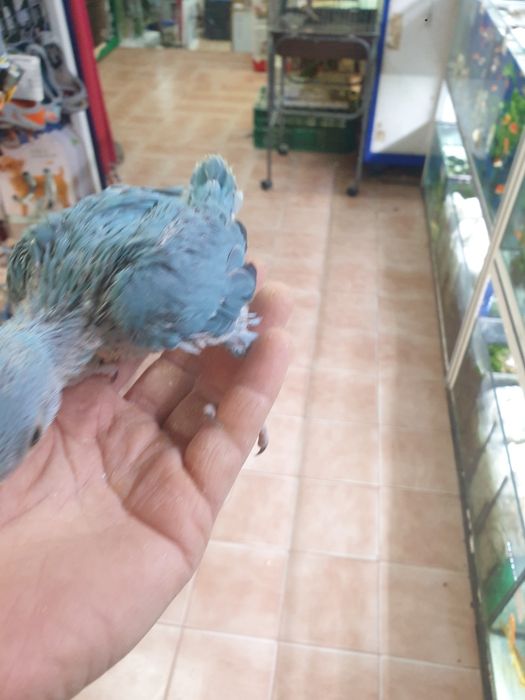 Ring Neck demosticados