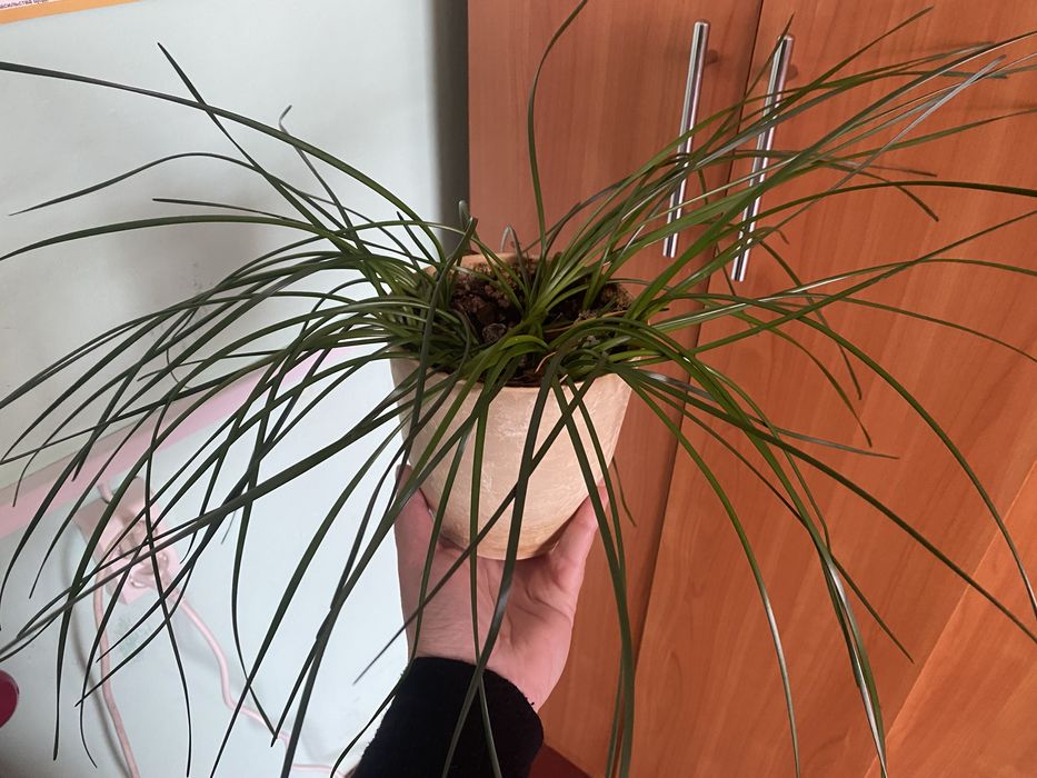 Зефирантес белый