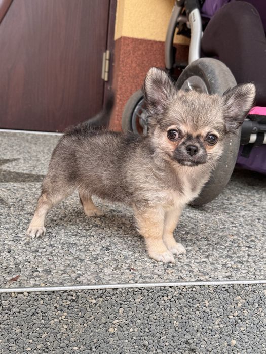 Pies rasowy Chihuahua