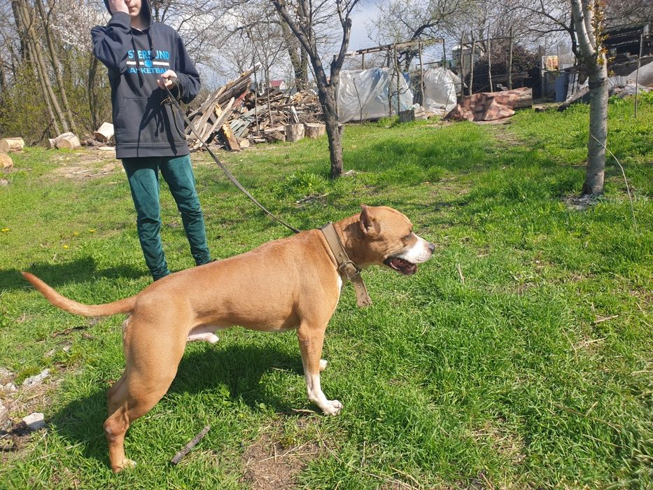 Американский старфордшинский терьер