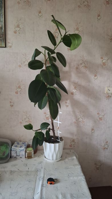 Фикус 106 см цветок растение горшок
