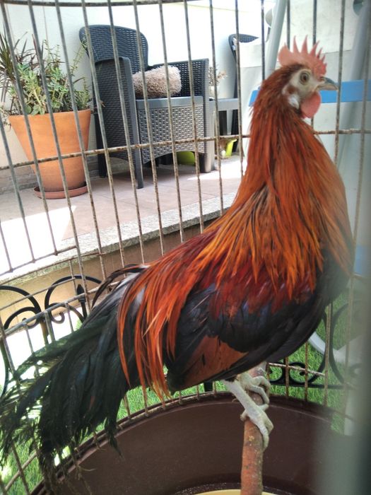 Garnizos machos Sebright e Phoenix
