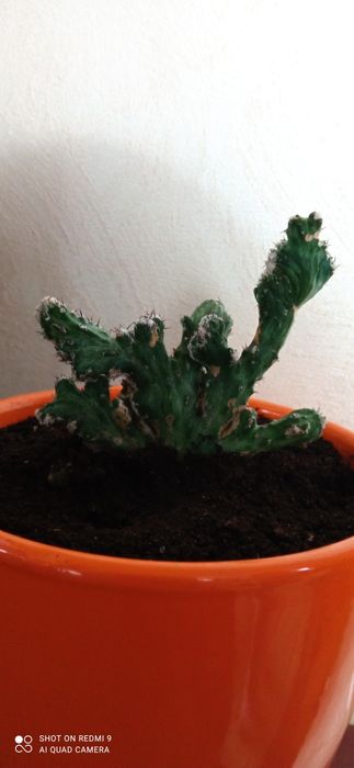 Монвіллея,спатифілум, ехеверії,сукуленти