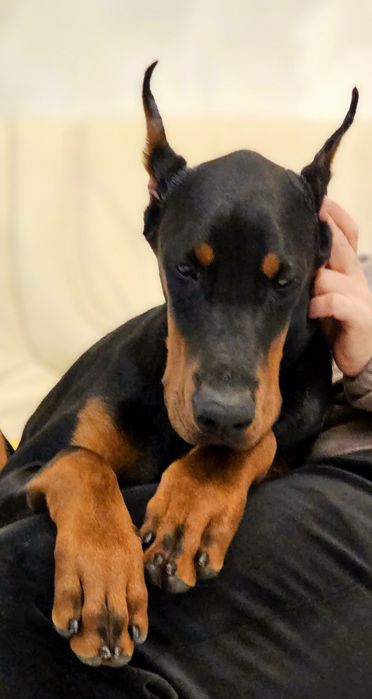 Топ дівчинка. Лагідна,ніжна,