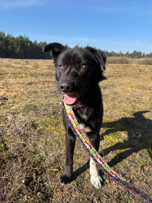 Wyjątkowi bracia polecają się do adopcji!