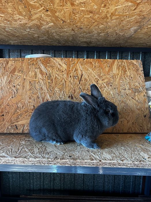 Samce, samice wiedeńskie niebieskie