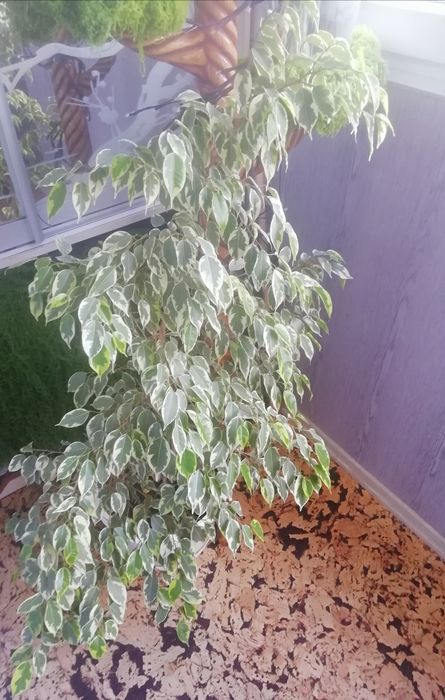 Фикус бенджамина