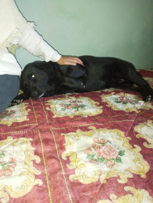 Luna uma labrador para adoção muito responsável
