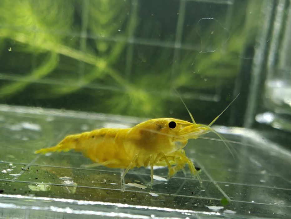 Krewetki Neocaridina yellow neon