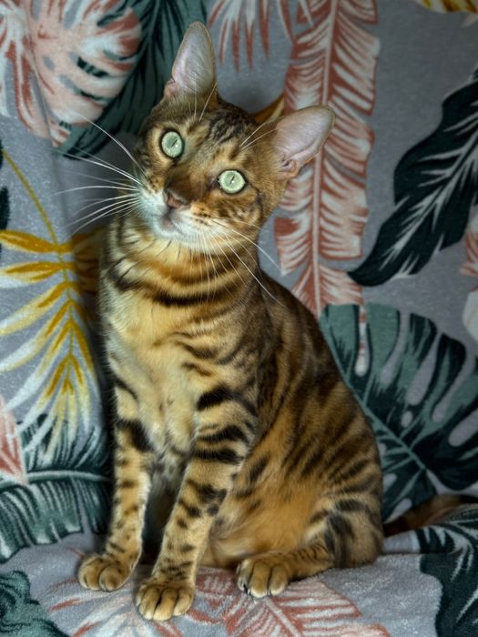 Bengal i Szarusia do adopcji wspolnej szukaja domu