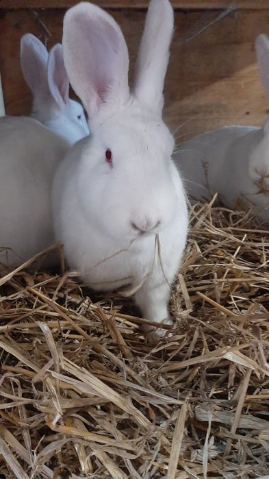 Króliki mieszańce