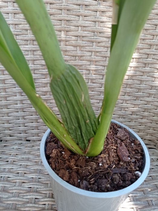 Орхидея Камбрия.