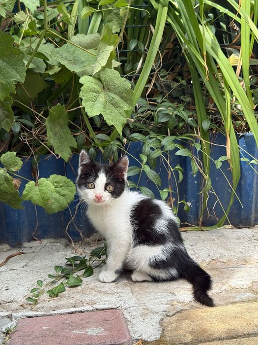 Котенок- девочка в добрые руки
