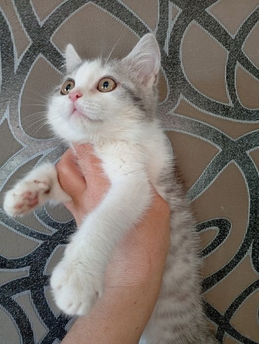 Котята Британские