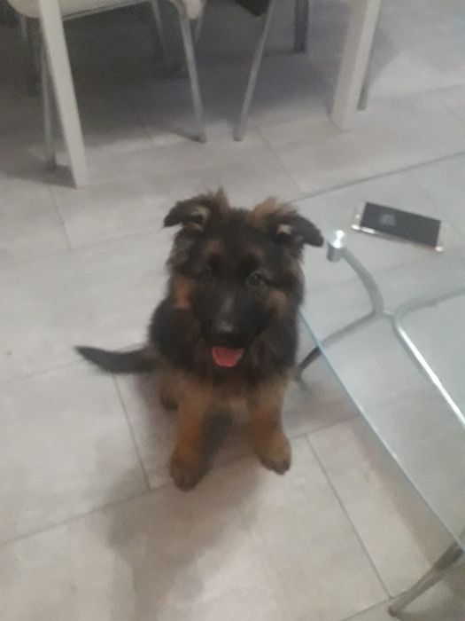 Owczarek niemiecki długowłosy suczka