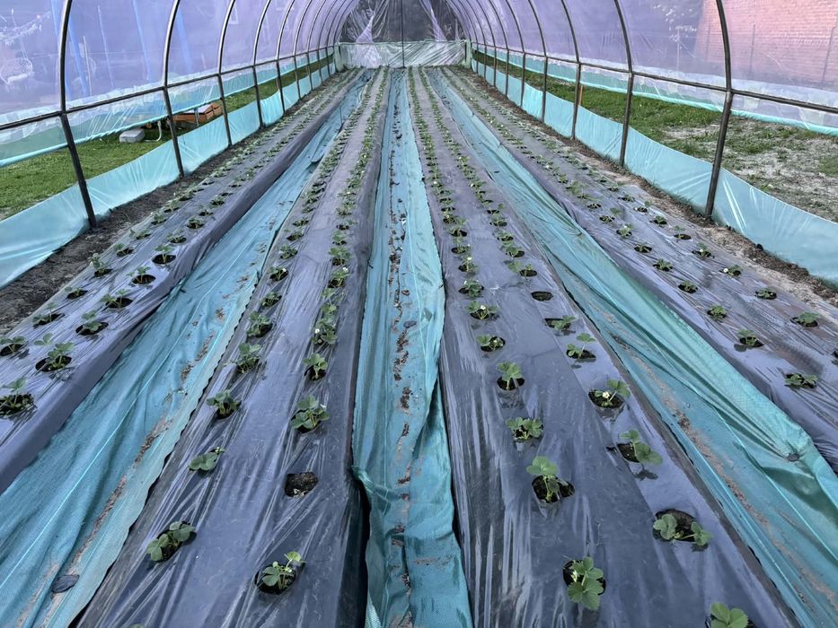 Tunel ogrodowy folia