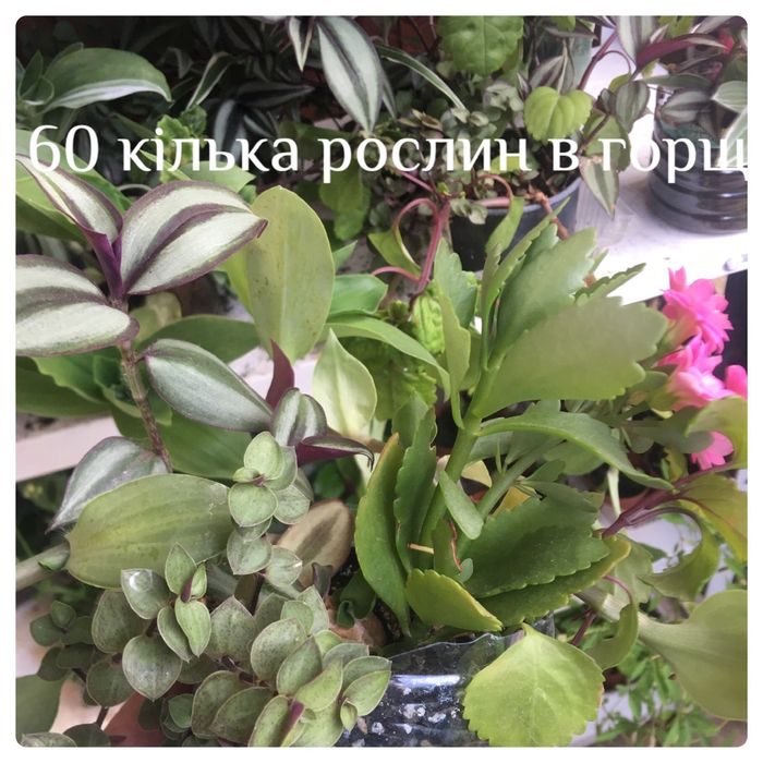 Кімнатні квіти