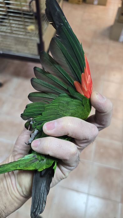 Pyrrhuras Tiriba-Rupestre