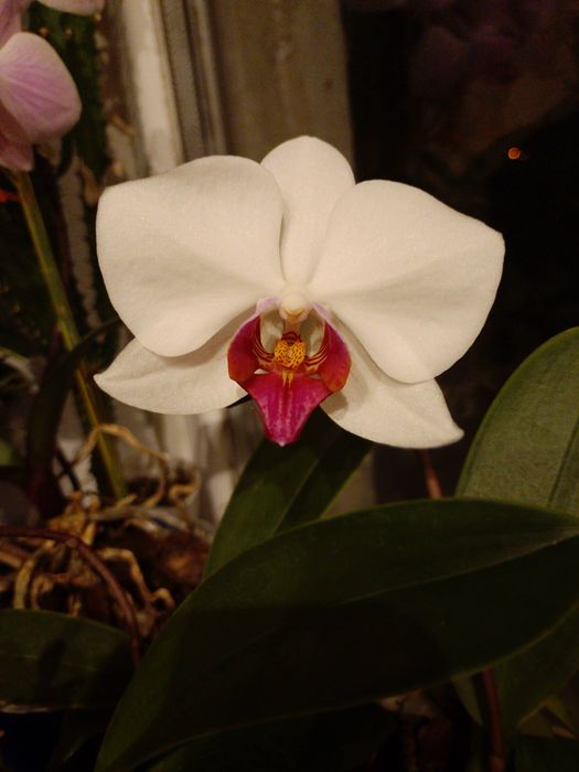 Продам орхидею белая