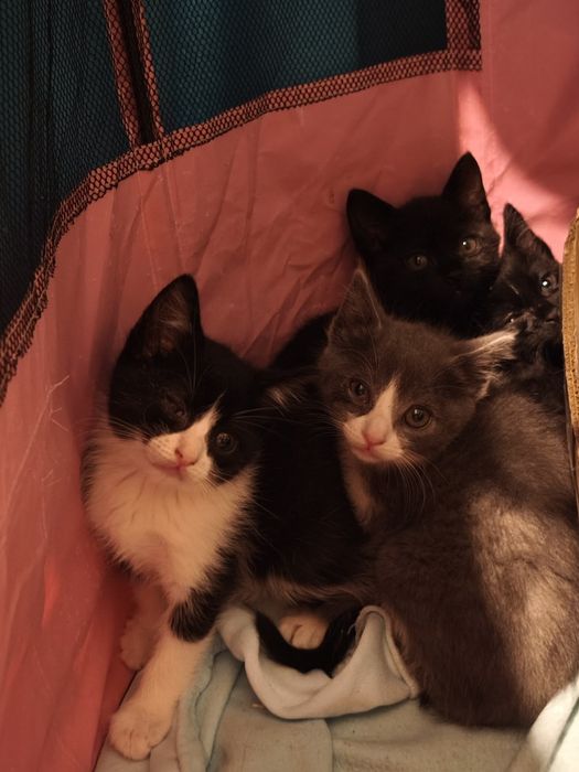 Gatinhas Para adoção muito responsável