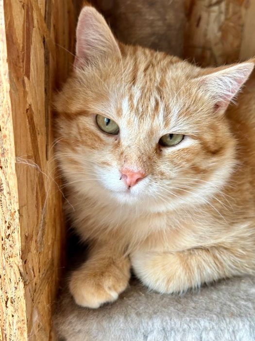 Большой красивый кот Муркот, 2 года, ласковый котик