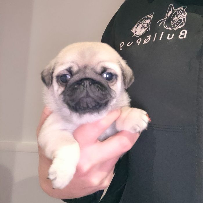 Pug Carlin com Lop