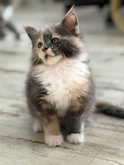 Puchata kolorowa Eli Fpl