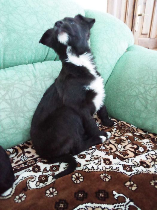 Віддам хлопчика в добрі руки