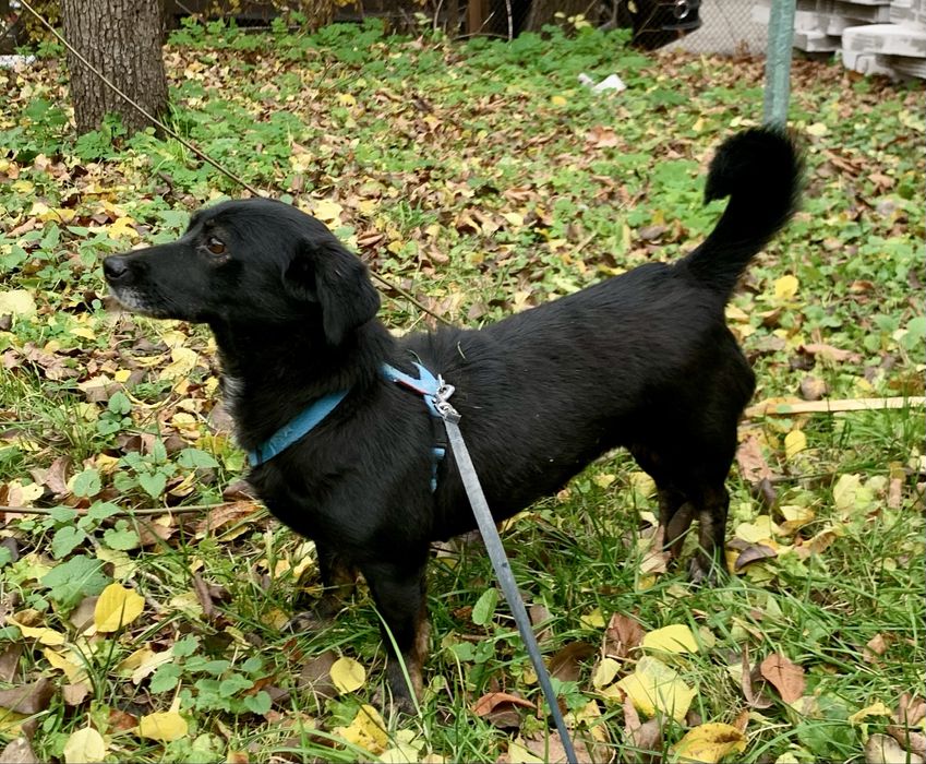 Собака (дівчинка) 2 роки у добрі руки