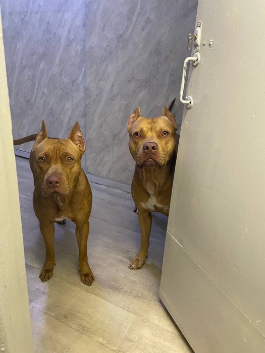 Питбуль красноносый чыстокровный