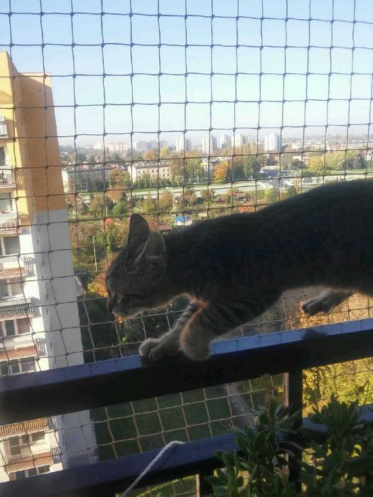 Siatka na balkon, siatka dla kota, siatki przeciw gołębiom