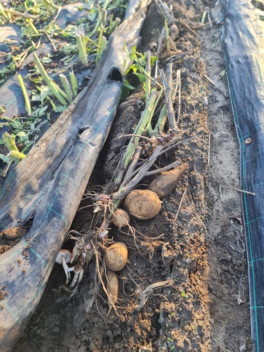 Batata yacon biológica "batata do diabético"