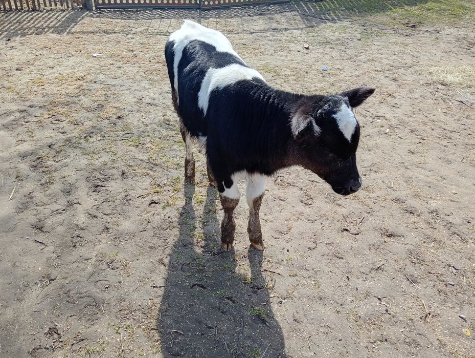 Продам гарну теличку