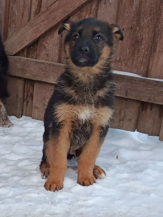 Szczeniak owczarek niemiecki