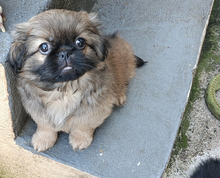 Pequines / Pequinois macho puro