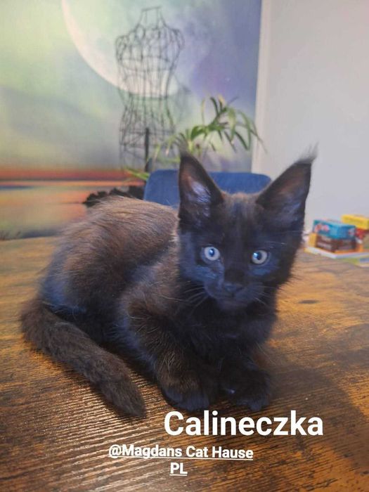 Kocięta Maine Coon