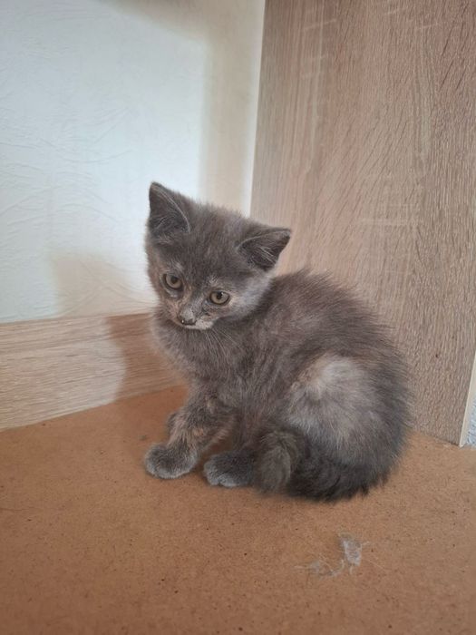 Котята в хорошие руки