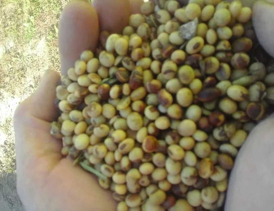 soja tegoroczna 2025