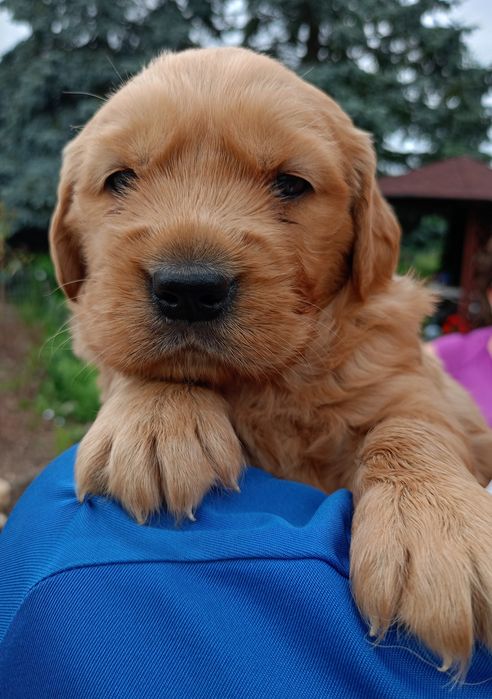 Golden Retriever po Championach