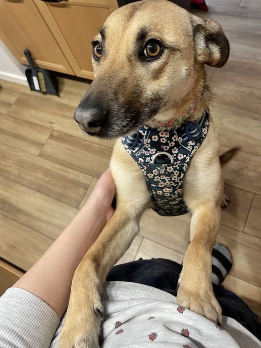 Zuzia na tropie domu