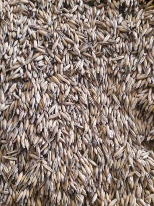 Owies, jęczmień, mieszanka pszenicy z pszenżytem