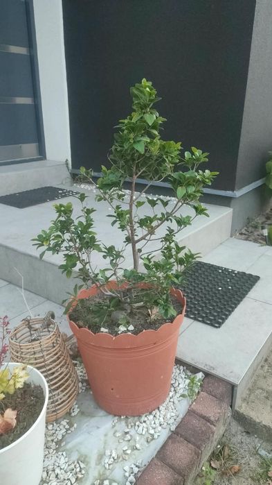 Duże fikusy Ficus Microcarpa Moclame 80 i 100 cm - okazja