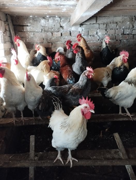 Witam sprzedam koguty